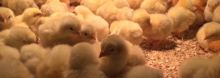 Pastured Poultry Chicks Sunbury Pa